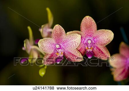 Stock Photo - bloomy, bloom, blooms, blooming, bloomer, alfred. Fotosearch