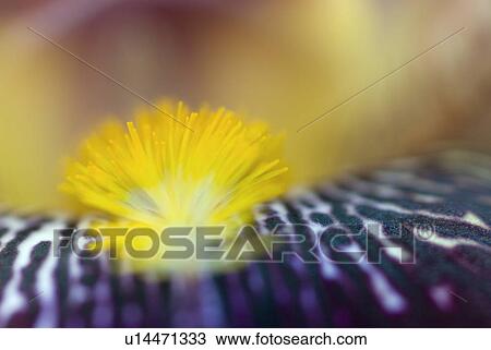 blossom, outdoors, detail, spring, iris, yellow View Large Photo Image Stock Image - blossom, outdoors, detail, spring, iris, yellow. Fotosearch