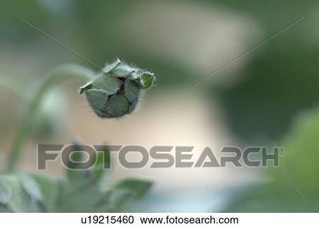 blossom, outdoors, flora, balcony, balcony plant, bloom, strawberry View Large Photo Image Stock Image - blossom, outdoors, flora, balcony, balcony plant, bloom, strawberry. Fotosearch