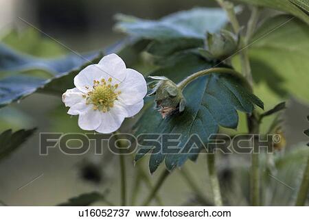Stock Photo - blossom, outdoors, flora, balcony, balcony plant, bloom, strawberry. Fotosearch
