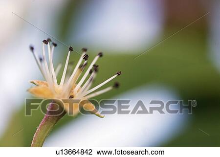 blossom, outdoors, pear tree, bloom, spring, garden View Large Photo Image Stock Image - blossom, outdoors, pear tree, bloom, spring, garden. Fotosearch