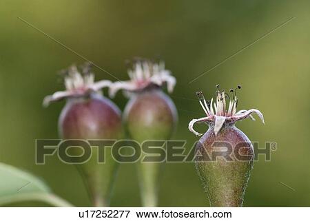 blossom, outdoors, pear tree, bloom, spring, garden View Large Photo Image Stock Photo - blossom, outdoors, pear tree, bloom, spring, garden. Fotosearch