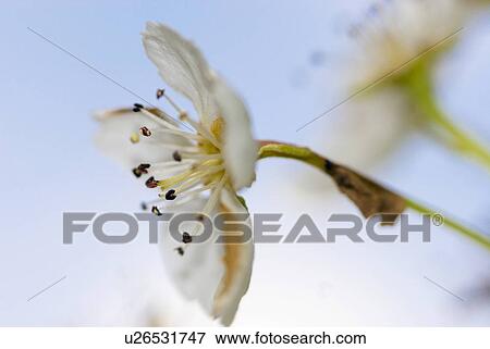 Stock Photo - blossom, outdoors, pear tree, bloom, spring, garden. Fotosearch