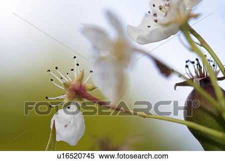 blossom, outdoors, pear tree, bloom, spring, garden View Large Photo Image Stock Photography - blossom, outdoors, pear tree, bloom, spring, garden. Fotosearch