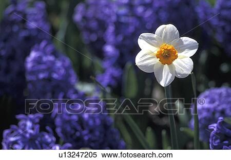 blue, alexander, blossom, bloom, blauphoton, abloom View Large Photo Image Stock Photography - blue, alexander, blossom, bloom, blauphoton, abloom. Fotosearch