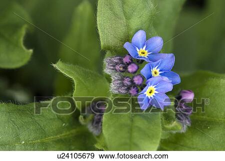 blue, flower, flora, spring, garden, plant, plants View Large Photo Image Stock Photo - blue, flower, flora, spring, garden, plant, plants. Fotosearch