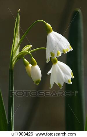 Blühpflanzen, flowering plant, flora, Leucojum aestivum, Sommer-Knotenblume, flower, bloom View Large Photo Image Stock Photograph - Blühpflanzen, flowering plant, flora, Leucojum aestivum, Sommer-Knotenblume, flower, bloom. Fotosearch