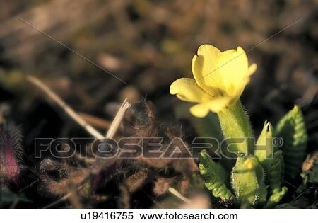 Stock Photography - bume, autumn, buds, botany, bloom, calf, austria. Fotosearch