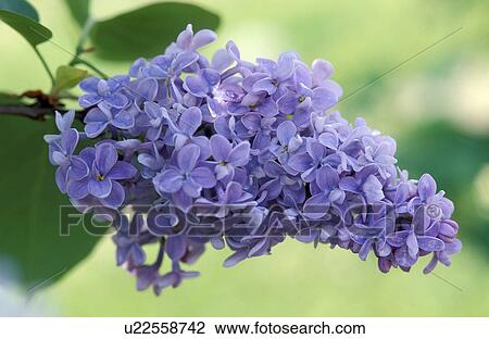 Stock Image - calf, aromatic, botany, blossom, austria, aroma. Fotosearch