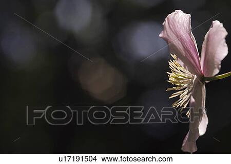 Clematis, flowers, flora, Klematis, garden, buttercup, ranunculaceae View Large Photo Image Picture - Clematis, flowers, flora, Klematis, garden, buttercup, ranunculaceae. Fotosearch