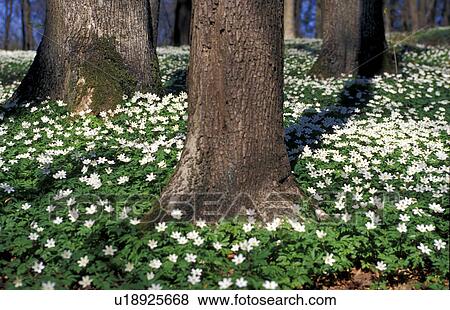 Stock Photo - CLOSE, anemone, buschwindroeschen, blossom, bloom, close-up, abloom. Fotosearch