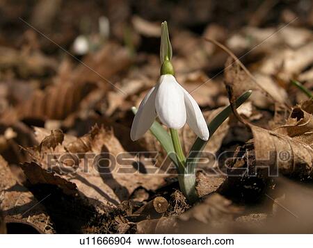 day, alfred, blossom, bloom, Austria, abloom View Large Photo Image Picture - day, alfred, blossom, bloom, Austria, abloom. Fotosearch