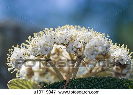Stock Photo - Dipsacales, flowers, flora, Runzelblaettriger Schneeball, garden, viburnum, adoxaceae. Fotosearch