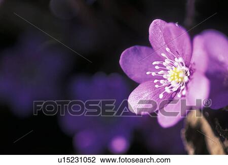 Stock Image - duff, botany, dainty, cover, calf, einzelblume, austria. Fotosearch