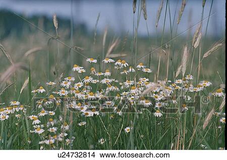 feeling, camomile, enjoyment, countryside, chubikin, aleksandr View Large Photo Image Picture - feeling, camomile, enjoyment, countryside, chubikin, aleksandr. Fotosearch