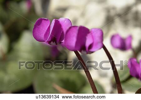Picture - felder, wiesen, berne, blooms, blumenrfarben, botany, colored. Fotosearch