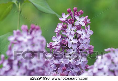 Stock Photograph - flora, aromatic, calf, botany, austria, aroma. Fotosearch