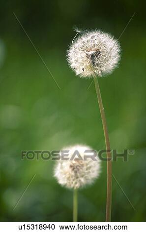 Stock Image - flora, blowball, faded, dandelion, calf, flower, austria. Fotosearch