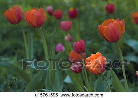 Stock Photography - flora, Fruehlingsblumen, Spring, tulips, Tulpenbeet, spring, tulip. Fotosearch