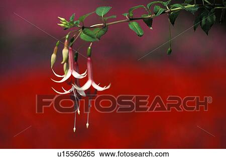 Stock Photography - flora, fuchsias, flower, plant, nature, onagraceae. Fotosearch