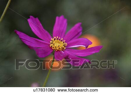 Stock Image - flower, perfect, garden, plant, botany, nature, environment. Fotosearch