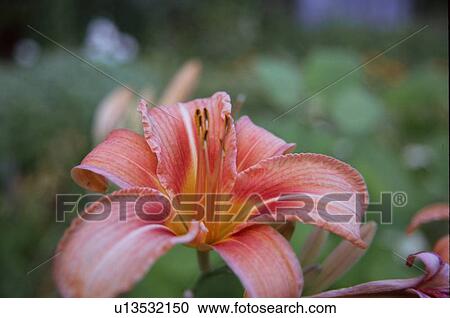 Stock Image - flower, plant, nature, botany, lily. Fotosearch