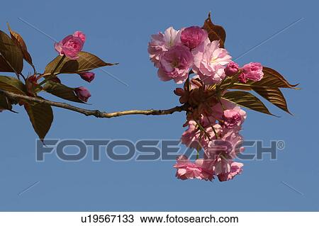 Stock Image - fruehlingserwachen, alexandra, bloom, blooms, branch, buss. Fotosearch