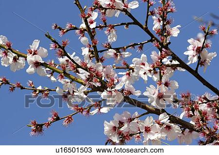 fruehlingserwachen, amygdalis, beautiful, bloom, blooming, blossom, colorful View Large Photo Image Stock Image - fruehlingserwachen, amygdalis, beautiful, bloom, blooming, blossom, colorful. Fotosearch