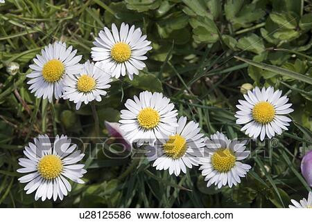 Gaenseblumen Bellis Spring Flower Meadow Flower Yellow Asteraceae Stock Photograph U28125586 Fotosearch