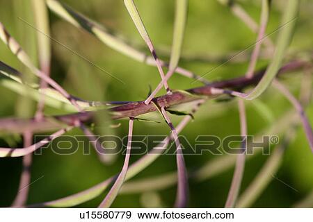 Stock Photo - grossaufnahme, abstract, adligenswil, blurred, flower, gluupoog, green. Fotosearch