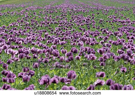 outdoors, addition, cultivation, growing, flora, spring View Large Photo Image Picture - outdoors, addition, cultivation, growing, flora, spring. Fotosearch