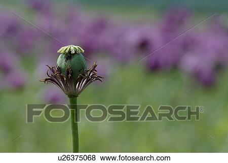 outdoors, addition, cultivation, growing, flora, spring, poppy View Large Photo Image Stock Photo - outdoors, addition, cultivation, growing, flora, spring, poppy. Fotosearch