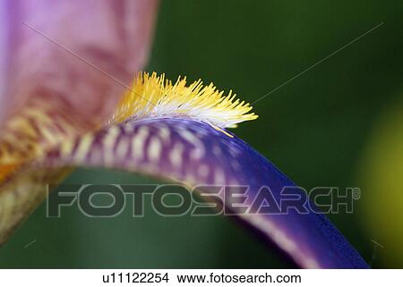 outdoors, detail, spring, iris, meadow, beautiful View Large Photo Image Picture - outdoors, detail, spring, iris, meadow, beautiful. Fotosearch