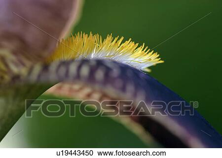 Stock Image - outdoors, detail, spring, iris, yellow, meadow. Fotosearch