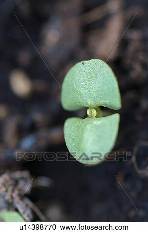 Stock Image - outdoors, Earth, world, flora, balcony, basil, spring. Fotosearch