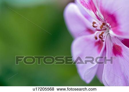 Stock Photo - outdoors, flora, balcony, spring, plants, pink, lilac. Fotosearch