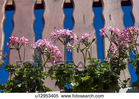 outdoors, flora, belvedere, balcony, balcony plant, flowers, geranium View Large Photo Image Stock Photography - outdoors, flora, belvedere, balcony, balcony plant, flowers, geranium. Fotosearch