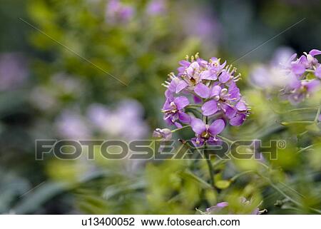 Stock Image - outdoors, flora, belvedere, flowers, plants, Vienna, lilac. Fotosearch