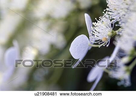 Stock Image - outdoors, flora, belvedere, flowers, plants, saxifragaceae, ornamental shrub. Fotosearch