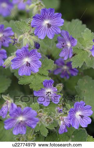 outdoors, flora, belvedere, flowers, plants, Vienna, geranium View Large Photo Image Stock Photo - outdoors, flora, belvedere, flowers, plants, Vienna, geranium. Fotosearch