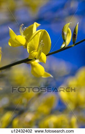 outdoors, flora, gorse, belvedere, flowers, yellow, plants View Large Photo Image Stock Image - outdoors, flora, gorse, belvedere, flowers, yellow, plants. Fotosearch