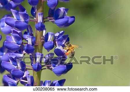 Stock Photography - outdoors, flora, lupin, lupine, bee, national park, nature reserve. Fotosearch