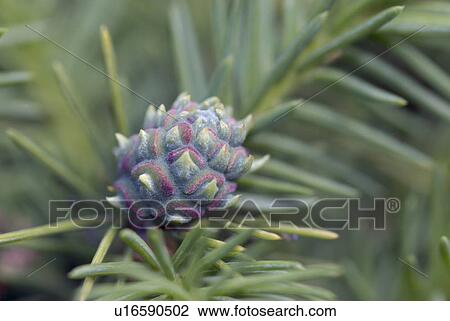 outdoors, green, flora, belvedere, flowers, spruce, needles View Large Photo Image Stock Image - outdoors, green, flora, belvedere, flowers, spruce, needles. Fotosearch