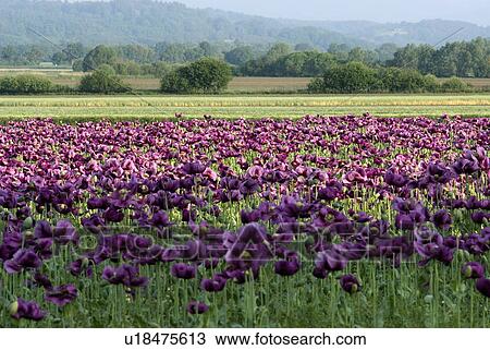 Stock Image - outdoors, paint, addition, cultivation, growing, flora. Fotosearch