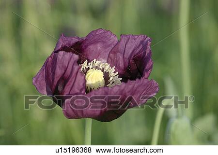 Stock Photo - outdoors, paint, addition, cultivation, growing, flora. Fotosearch
