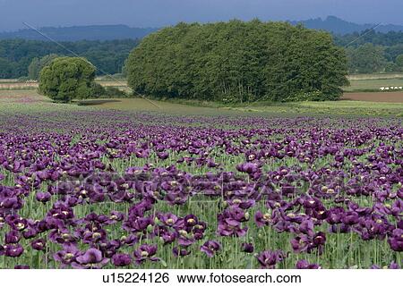 outdoors, paint, addition, cultivation, growing, flora View Large Photo Image Stock Photograph - outdoors, paint, addition, cultivation, growing, flora. Fotosearch
