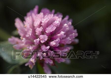 Stock Photography - outdoors, paint, flora, red clover, redly, red. Fotosearch