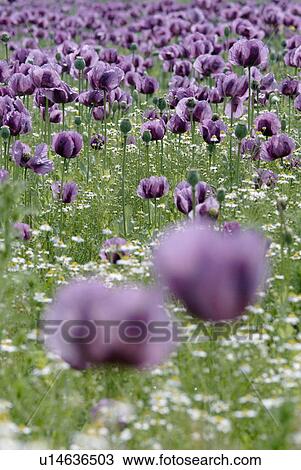 outdoors, summers, addition, cultivation, growing, flora, spring View Large Photo Image Stock Image - outdoors, summers, addition, cultivation, growing, flora, spring. Fotosearch