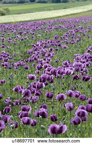 outdoors, summers, addition, cultivation, growing, flora, spring View Large Photo Image Stock Image - outdoors, summers, addition, cultivation, growing, flora, spring. Fotosearch