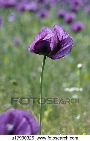 Stock Photograph - outdoors, summers, drop, addition, cultivation, growing, flora. Fotosearch